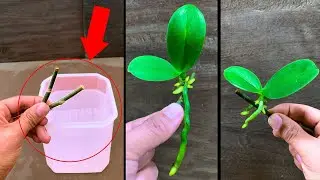 So magical! It causes orchid branches to sprout many baby orchids immediately