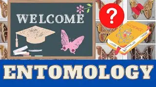 Introduction to Insects & Entomology: Why are they important? Bug School 🐞 Entomology Course