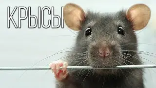 Rats: The most tenacious human companions | Interesting facts about rats