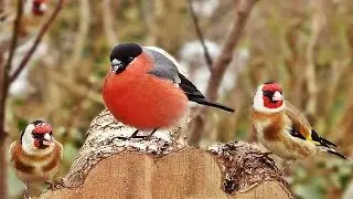 Video for Cats to Watch - Tuesday Garden Birds