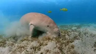 Insta 360 One X2: Diving with a Dugong in Shams Alam