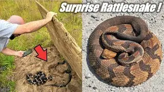 Insane Virginia Snake Hunting! - Flipping for King Snakes, RARE Rattlesnake, and Copperhead!