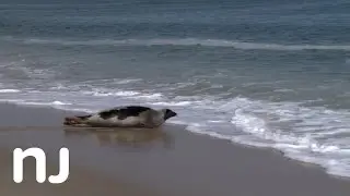 Harp seal released at Sandy Hook