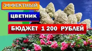 НАРОДНЫЙ ЦВЕТНИК! Гортензия, розы. Схема. Смета.