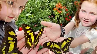 BUTTERFLY CATCHiNG with Adley & Niko!! Duck in our House! Dinner routine with Frozen Elsa and Anna