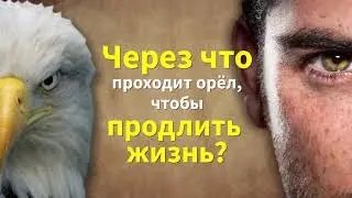 Внимание! Орлы преподносят нам жизненный урок | Я знаю