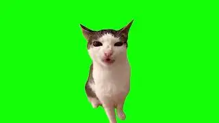 20 Funny Green Screen Cats