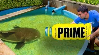 PRIME Bottle Catches Pond Monster