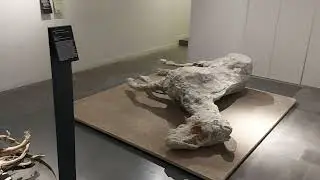 Pompei Antiquarium reperti archeologici 2022