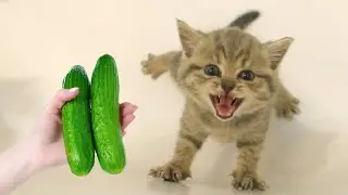 Funniest Animals 2023 🤣🤣 Best Cats and Dogs Videos 😹🐶 Part 8