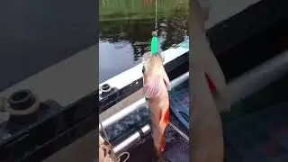 Делаю силиконовые приманки своими руками #fishing #рыбалка #джиг