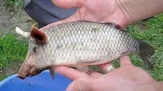 Crucian carp MUTANT! In bad weather the channel at Andrew lake caught a large carp better bass