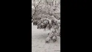 Подкармливаем птичек после снегопада. Зимняя Одесса.