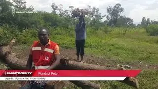 Growing medicinal trees to harvest and sell leaves and not timber or firewood