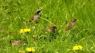 Домовые воробьи (Passer domesticus) кормятся на городском газоне одуванчиками (Taraxacum officinale)