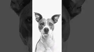 Make Photos Symmetrical With Clone Source in Photoshop 