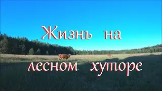 Лиса не дает покоя. Опять засуха.