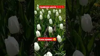 #тюльпаны #весна2023 #красота #житьздорово #цветение #латвия #даугавпилс #увидетьмир #радость