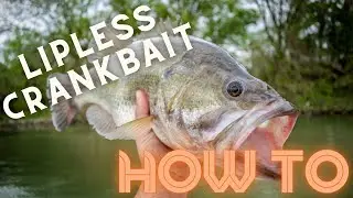 Lipless Crankbait Bass Fishing - Expert Advice on What To Do