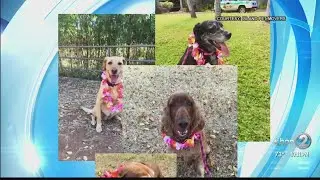 How to move your pet to and from Hawaii