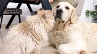 Funny Cat Demands Attention from Dogs