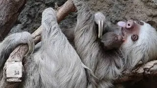 This tiny newborn sloth loves to lick its moms face | Mashable