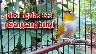 Pleci Ngalas 123 || Pancingan Pleci Bahan Biar Ngalas Terbaru