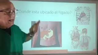 El hígado. Anatomia del higado. Concepto anatomofisiologico del hígado. Segmentación hepatica