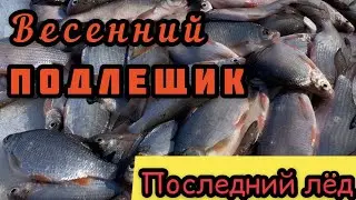 Ловля по последнему льду. Подлещик реальная рыбалка!