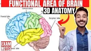 functional area of cerebrum anatomy 3d | anatomy of cerebral cortex functional area of brain