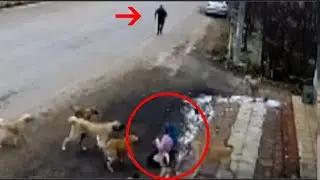 Man saves woman from pack of stray dogs!!!