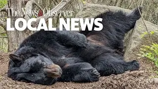 Yona, the ‘silly’ bear known for lounging with all 4 of her paws in air dies in Durham, NC