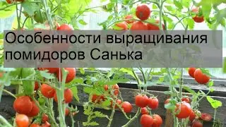 Особенности выращивания помидоров Санька