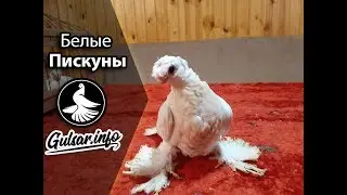 🐦 БЕЛЫЕ ДВУХЧУБЫЕ ПИСКУНЫ / PIGEONS / TAUBE 