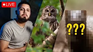 🔴 Editando fotos de aves 🦉 y una especie nueva en DIRECTO !