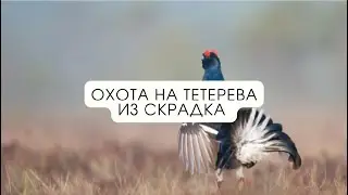 Охота на тетерева из скрадка // В одиночку на зверя