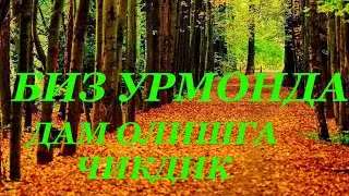 В ЛЕСУ