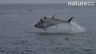 Atlantic bluefin tuna (Thunnus thynnus) hunting Atlantic saury (Scomberesox saurus), Devon, UK.