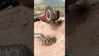 amazing snake trap using scissors #snake #snakevideo