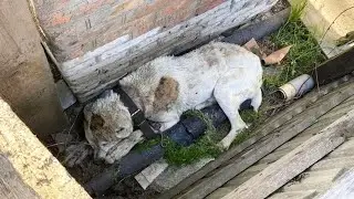 The dog's hardest life, they left him there with the bullet - Try Not To Cry