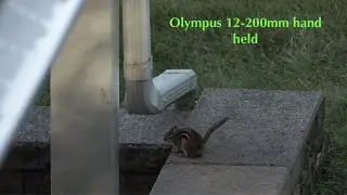 Olympus M. Zuiko 12 200mm hand held stabilization examples @ 200mm