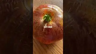 Tomato Harvest