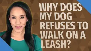 Why does my dog refuses to walk on a leash?