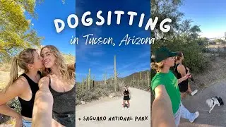 Avoiding rattlesnakes in Tucson, Arizona | dog sitting + Saguaro National Park VLOG