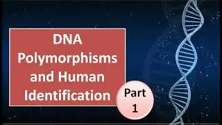 Lecture 37  DNA Polymorphisms and Human Identification Part 1