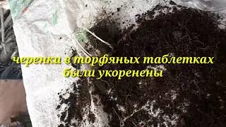 Флоксы и очиток из посылки. Реанимация нужна.