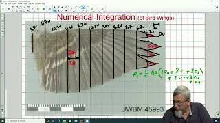 Numerical Integration of Bird Wings