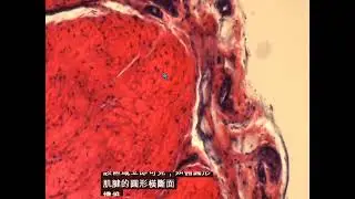 肌腱