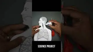 Lungs working model