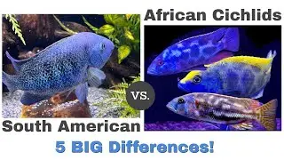 5 BIG Differences [South & Central American Cichlids vs. African Cichlids] - Some SURPRISED Me!